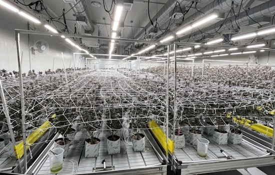 California's Crackdown on Illegal Cannabis Yields $56.5 Million Seizure, Governor Newsom Spearheads Enforcement Efforts