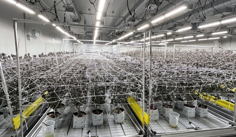 California's Crackdown on Illegal Cannabis Yields $56.5 Million Seizure, Governor Newsom Spearheads Enforcement Efforts