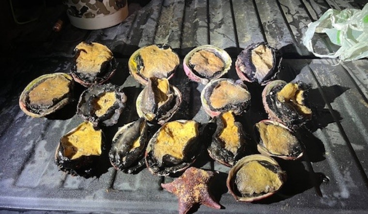 California Wildlife Officers Arrest Suspect for Poaching Abalone at Ocean Cove Amid Conservation Efforts
