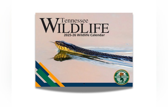 Calling All Shutterbugs TWRA Launches Tennessee Wildlife 2026-27 Photo Contest for Magazine and License Cards