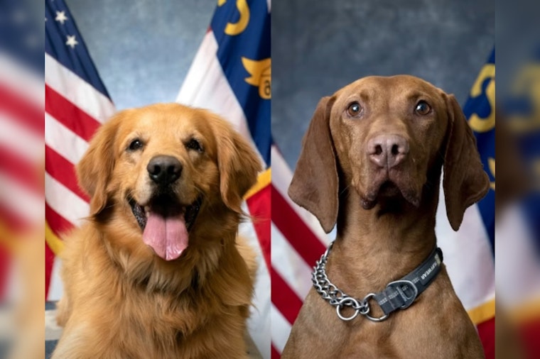 Charlotte-Mecklenburg Police K9s Alvin and Robi Compete for 2025 Officer Good Boi Title