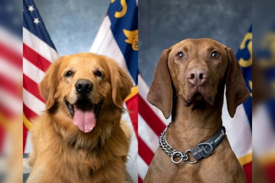 Charlotte-Mecklenburg Police K9s Alvin and Robi Compete for 2025 Officer Good Boi Title