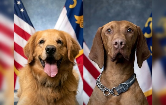 Charlotte-Mecklenburg Police K9s Alvin and Robi Compete for 2025 Officer Good Boi Title
