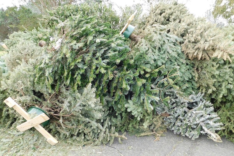 Chicago Rings in the New Year with Annual Christmas Tree Recycling Program