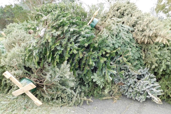 Chicago Rings in the New Year with Annual Christmas Tree Recycling Program