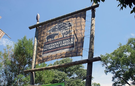 Cincinnati Zoo Celebrates International Cheetah Day with Star Cubs Zola, Lulu, and Kiara Leading Conservation Awareness