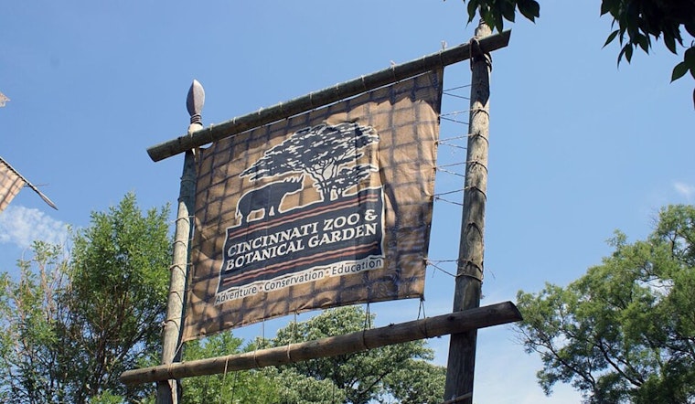 Cincinnati Zoo Celebrates International Cheetah Day with Star Cubs Zola, Lulu, and Kiara Leading Conservation Awareness