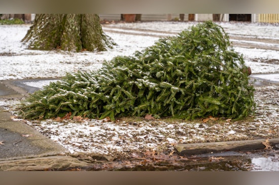 City Issues Guide for Eco-friendly Disposal of Christmas Trees and Holiday Waste
