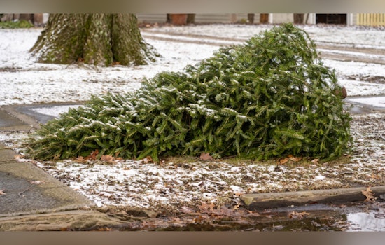 City Issues Guide for Eco-friendly Disposal of Christmas Trees and Holiday Waste