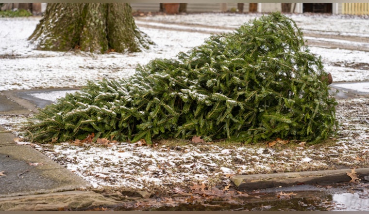 City Issues Guide for Eco-friendly Disposal of Christmas Trees and Holiday Waste