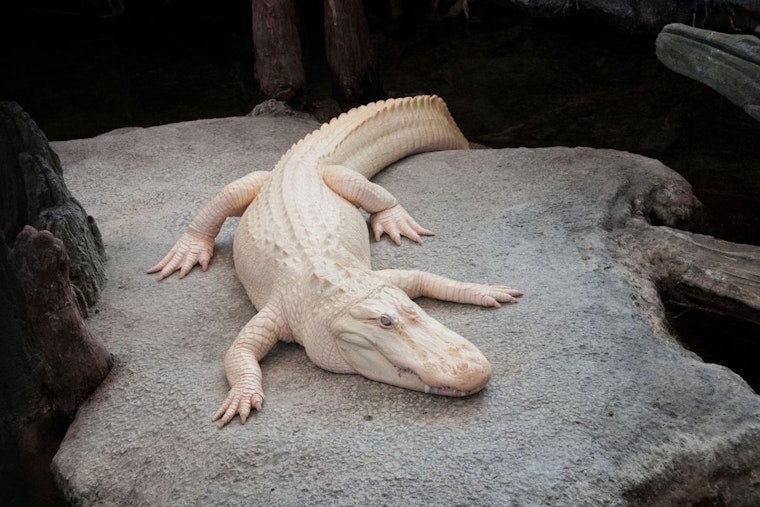 Claude the Albino Alligator—Guardian of the Academy of Sciences—Dead at 30; Golden Gate Park Icon No More