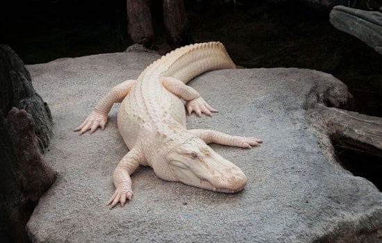 Claude the Albino Alligator—Guardian of the Academy of Sciences—Dead at 30; Golden Gate Park Icon No More