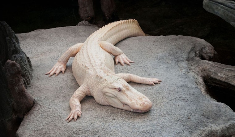 Claude the Albino Alligator—Guardian of the Academy of Sciences—Dead at 30; Golden Gate Park Icon No More
