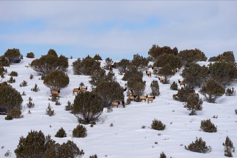 Colorado Parks and Wildlife Set to Conduct Aerial Wildlife Surveys on Western Slope