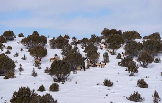 Colorado Parks and Wildlife Set to Conduct Aerial Wildlife Surveys on Western Slope