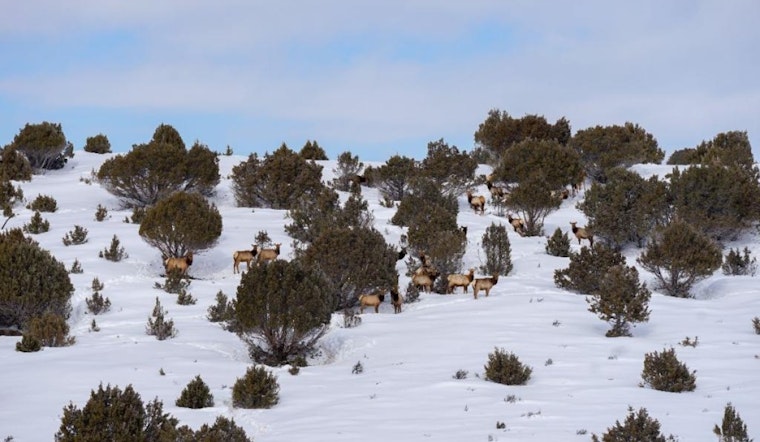 Colorado Parks and Wildlife Set to Conduct Aerial Wildlife Surveys on Western Slope