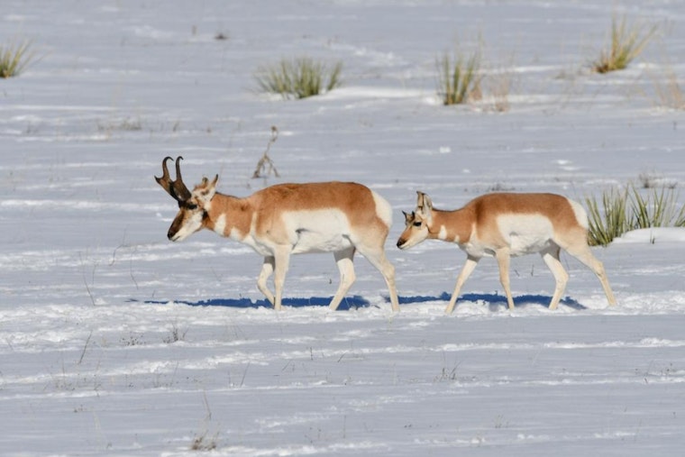 Colorado Parks and Wildlife Urges Trail Users to Consult COTREX App for Winter Closures to Protect Wildlife