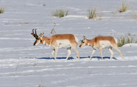Colorado Parks and Wildlife Urges Trail Users to Consult COTREX App for Winter Closures to Protect Wildlife