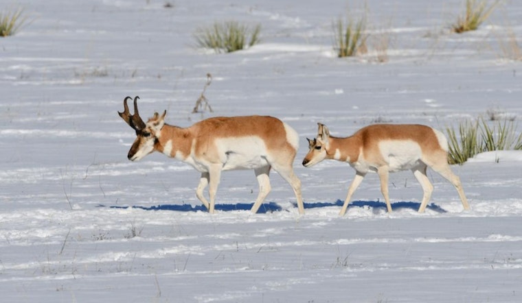 Colorado Parks and Wildlife Urges Trail Users to Consult COTREX App for Winter Closures to Protect Wildlife