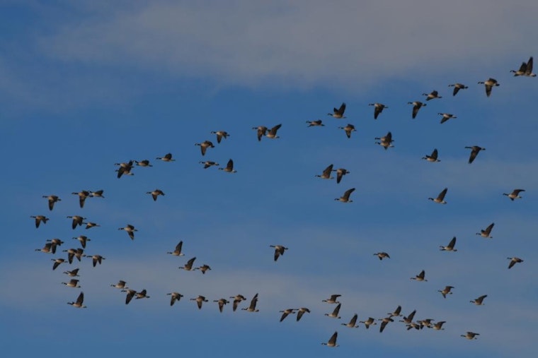 Colorado Wildlife Officials Warn of Rising Avian Influenza Cases Among Migratory Birds