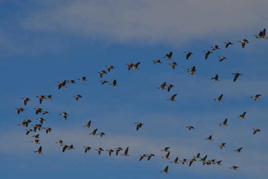 Colorado Wildlife Officials Warn of Rising Avian Influenza Cases Among Migratory Birds