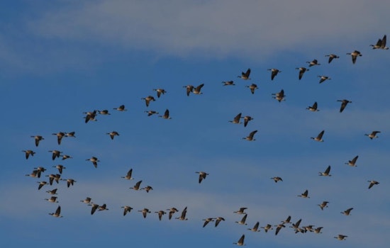 Colorado Wildlife Officials Warn of Rising Avian Influenza Cases Among Migratory Birds