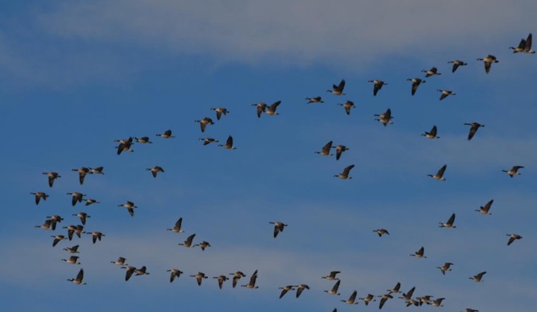 Colorado Wildlife Officials Warn of Rising Avian Influenza Cases Among Migratory Birds
