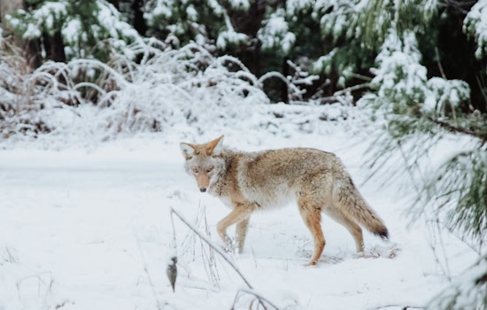 Coyote Captured on Video Strolling Across Central Park's Frozen Turtle Pond in NYC
