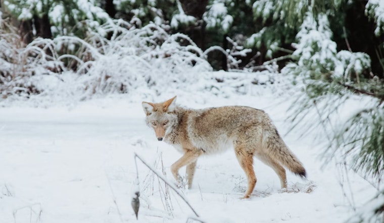 Coyote Captured on Video Strolling Across Central Park's Frozen Turtle Pond in NYC