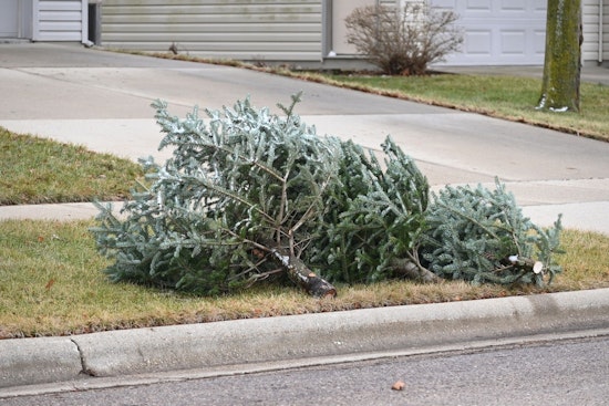 Creve Coeur Announces Christmas Tree Disposal Schedule with Republic Services for January 2026
