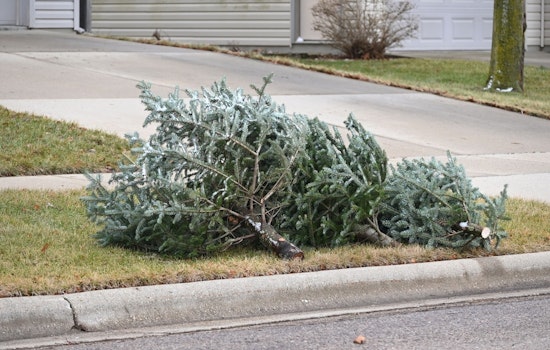 Creve Coeur Announces Christmas Tree Disposal Schedule with Republic Services for January 2026