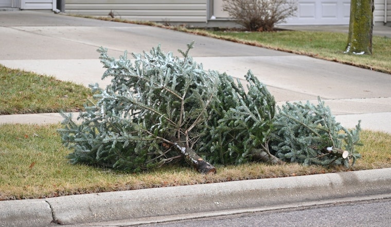 Creve Coeur Announces Christmas Tree Disposal Schedule with Republic Services for January 2026