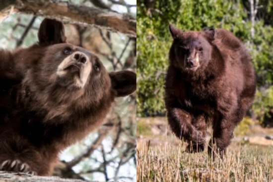 Curious Bear's City Hall Adventure in Orem Ends Safely with Wildlife Rescue Efforts