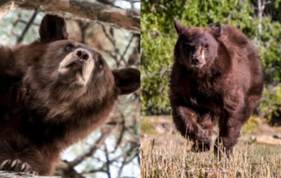 Curious Bear's City Hall Adventure in Orem Ends Safely with Wildlife Rescue Efforts