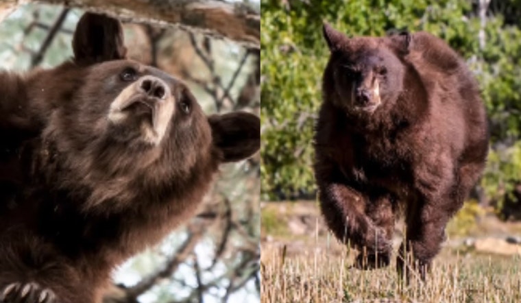 Curious Bear's City Hall Adventure in Orem Ends Safely with Wildlife Rescue Efforts