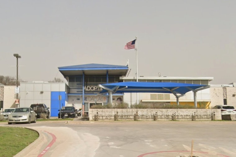 Dallas Animal Services Hosts "Calming the Canines" Event on New Year's Eve to Soothe Shelter Pets Amid Fireworks