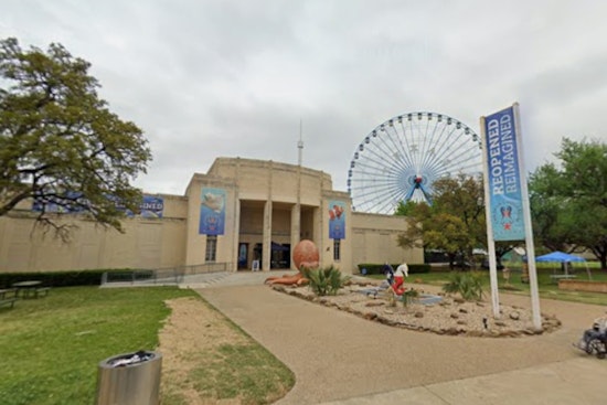 Dallas Aquarium Becomes Lifeboat For Miami Seaquarium’s Homeless Sea Life