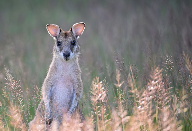 Missing Wallaby Named Rex Safely Found Near Williamstown Walmart with Community Help