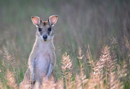 Missing Wallaby Named Rex Safely Found Near Williamstown Walmart with Community Help