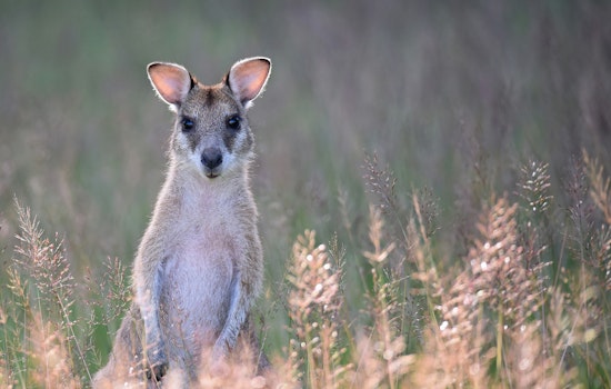Missing Wallaby Named Rex Safely Found Near Williamstown Walmart with Community Help