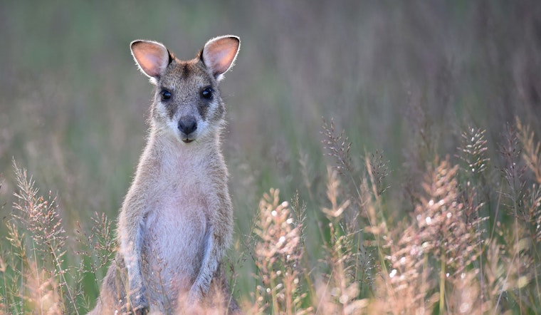 Missing Wallaby Named Rex Safely Found Near Williamstown Walmart with Community Help