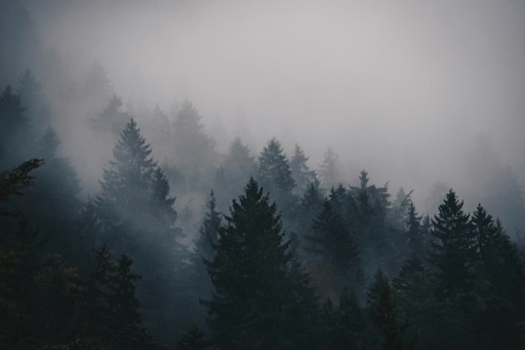 Dense Fog Advisory in Jacksonville Area Clears for Sunny Forecast Ahead