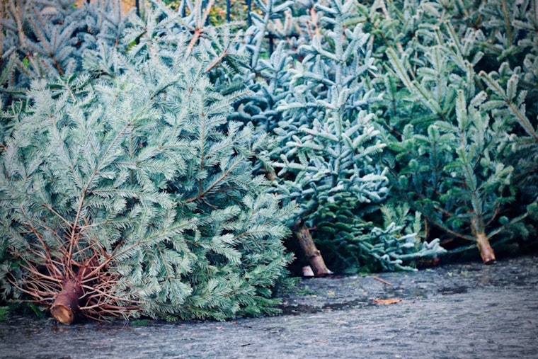 Denver Launches Treecycle Program for Sustainable Post-Holiday Tree Disposal