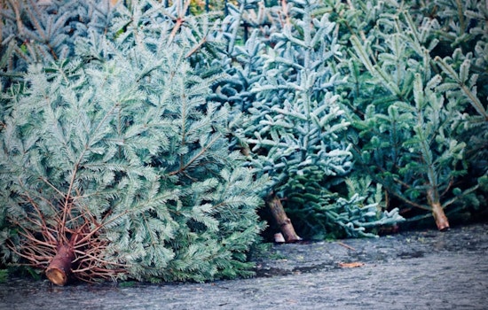 Denver Launches Treecycle Program for Sustainable Post-Holiday Tree Disposal