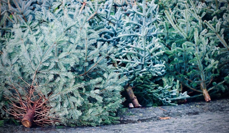 Denver Launches Treecycle Program for Sustainable Post-Holiday Tree Disposal