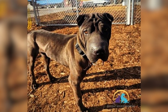 Denver Police Spotlight Gentle Shar-Pei Rudolph Awaiting Adoption at Local Shelter