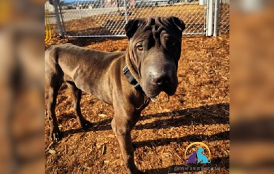 Denver Police Spotlight Gentle Shar-Pei Rudolph Awaiting Adoption at Local Shelter