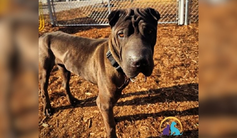 Denver Police Spotlight Gentle Shar-Pei Rudolph Awaiting Adoption at Local Shelter