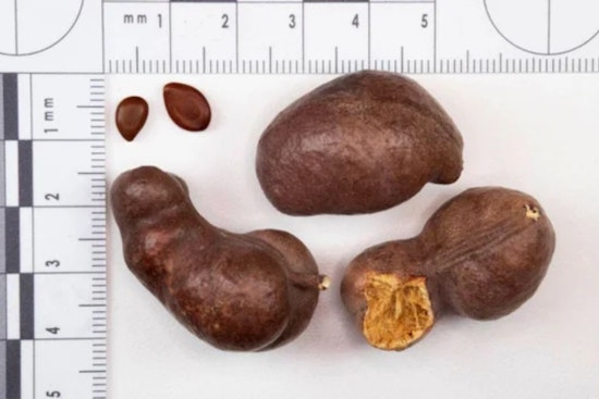 Detroit Metro CBP Thwarts Attempt to Smuggle "Noxious" Syrian Mesquite Seeds into U.S.