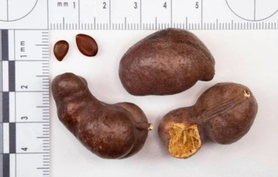 Detroit Metro CBP Thwarts Attempt to Smuggle "Noxious" Syrian Mesquite Seeds into U.S.